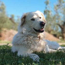 ROSETTA giocherellona dallo sguardo fiero