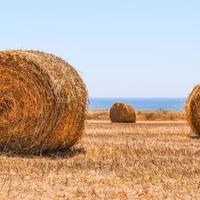 Balloni Paglia di grano