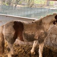 Cavallo