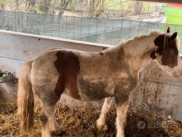 Cavallo