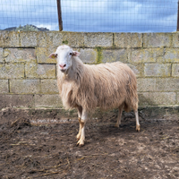 Valle del belice ARR ARR