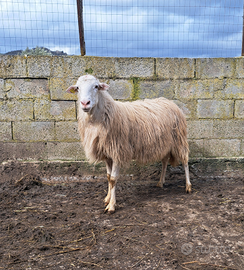 Valle del belice ARR ARR