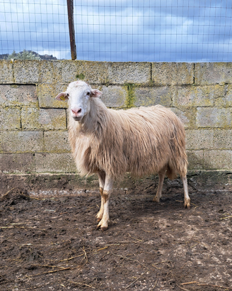 Valle del belice ARR ARR