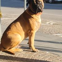 Maschio Bullmastiff per accoppiamento