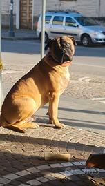 Maschio Bullmastiff per accoppiamento