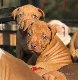 Cuccioli di pitbull red nose