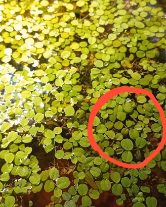 Lenticchie d'acqua