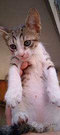 Adozione gattini