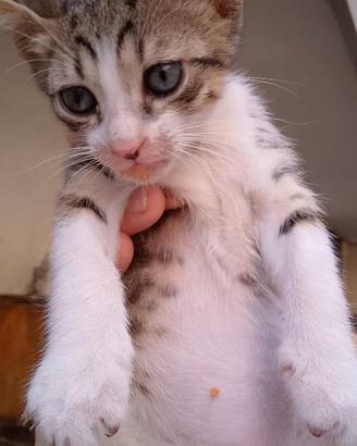 Adozione gattini