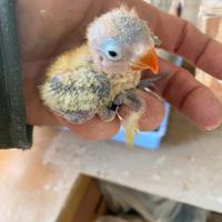 Pappagalli inseparabili pulli