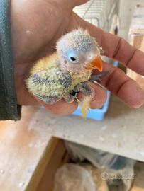 Pappagalli inseparabili pulli