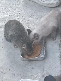 Gattini