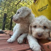 Cuccioli lagotto romagnolo cane da tartufo