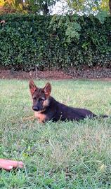 pastore tedesco cucciolo pedigree