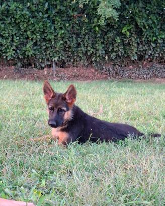 pastore tedesco cucciolo pedigree