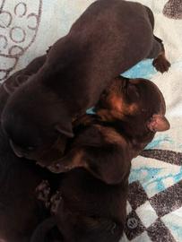 Rottweiler