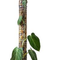 Philodendron Melanochrysum