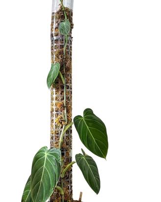 Philodendron Melanochrysum