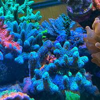 Talea di seriatopora bird of paradise