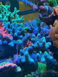 Talea di seriatopora bird of paradise