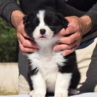 Border collie cuccioli