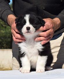 Border collie cuccioli