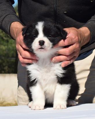 Border collie cuccioli