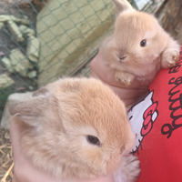 Coniglio ariete nano cuccioli