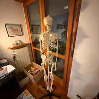 Riproduzione scheletro umano