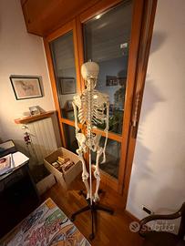 Riproduzione scheletro umano