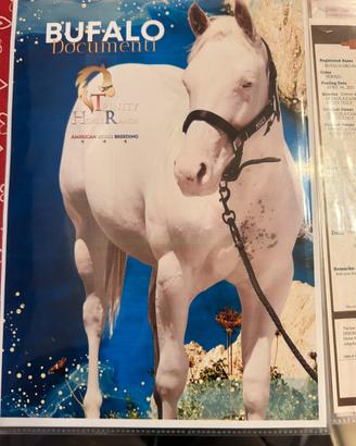 Cavallo Paint