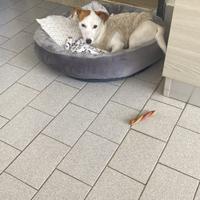 Cani jack russel femmina