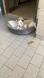 Cani jack russel femmina