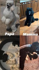 Cuccioli di barbone puri