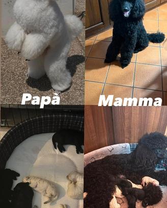 Cuccioli di barbone puri