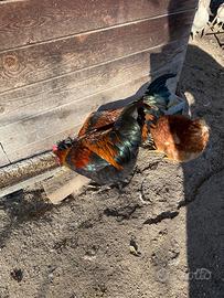 Galletti olive egger