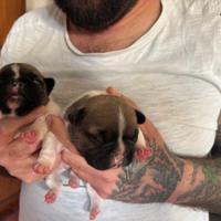 Bulldog francese