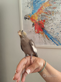 Calopsite maschio e femmina allevate a mano