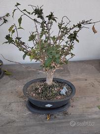 BONSAI DI BOUGANVILLAE 