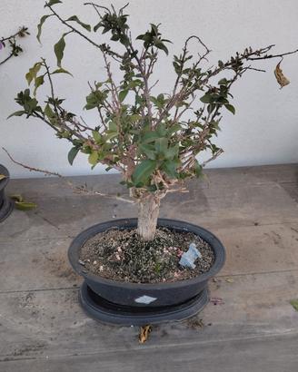 BONSAI DI BOUGANVILLAE 