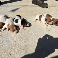 Cuccioli Jack Russell