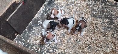 Cuccioli Jack Russel
