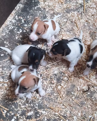 Cuccioli Jack Russel