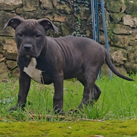 Cucciolo American Pit Bull Terrier - pronto subito