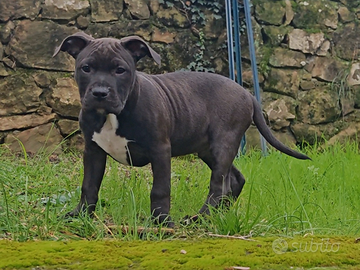 Cucciolo American Pit Bull Terrier - pronto subito