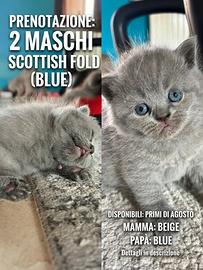 Scottish Fold blue