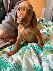 Bracco ungherese Viszla maschio