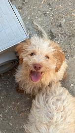 Cucciolo Lagotto romagnolo con pedigree