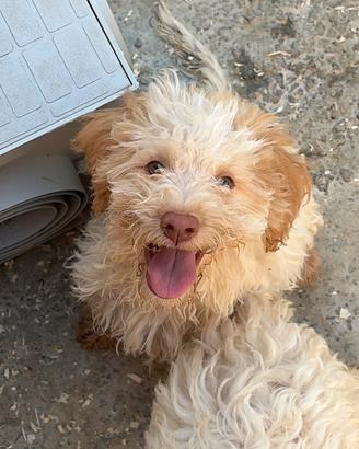 Cucciolo Lagotto romagnolo con pedigree