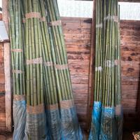 Bambu’ in canne